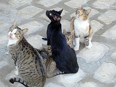 Gatti (313)
